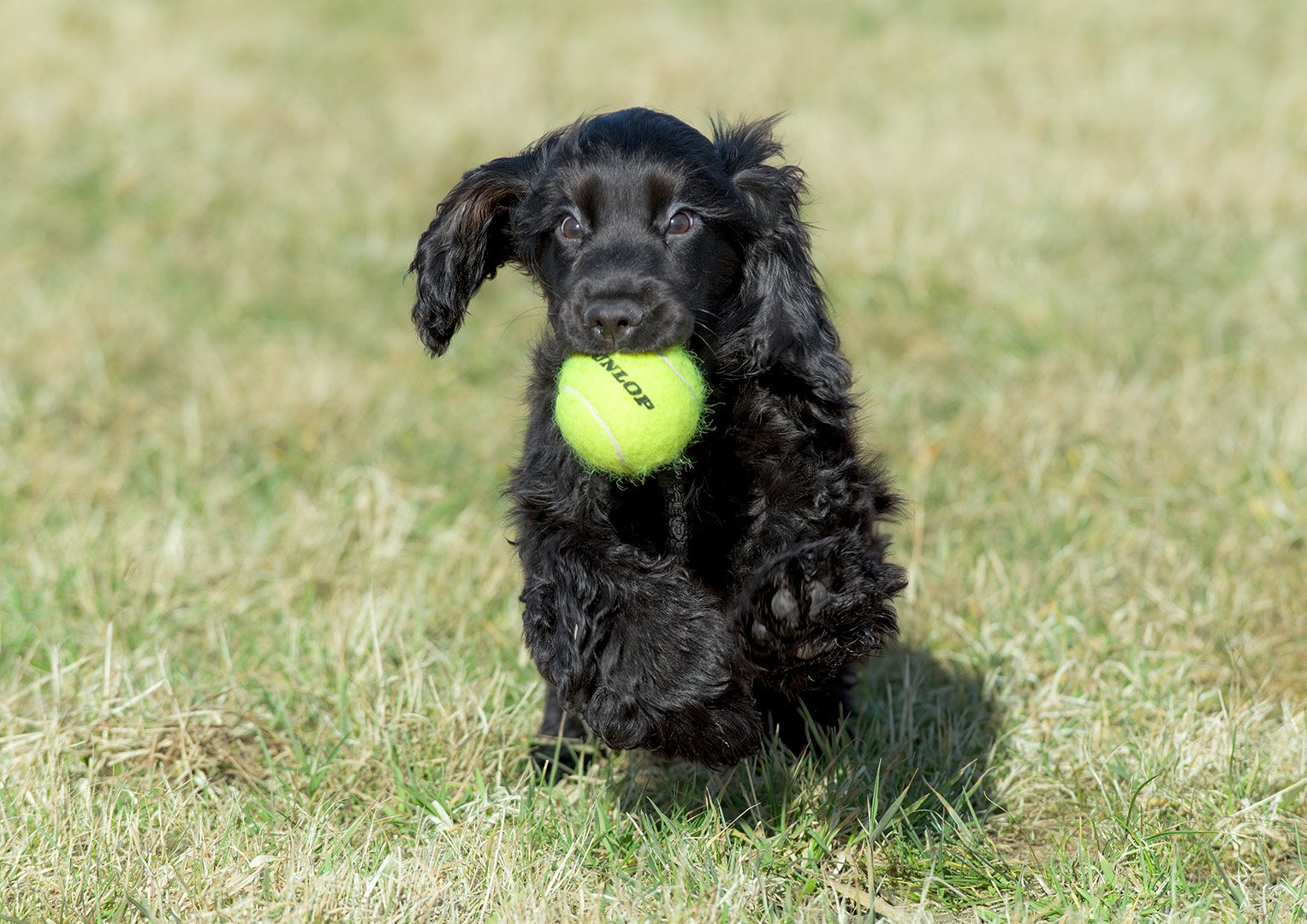 Hond Cocker Spaniel